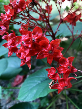 狀元紅網(wǎng)，揭秘4987精準(zhǔn)資料的秘密，狀元紅網(wǎng)揭秘，精準(zhǔn)資料4987背后的秘密