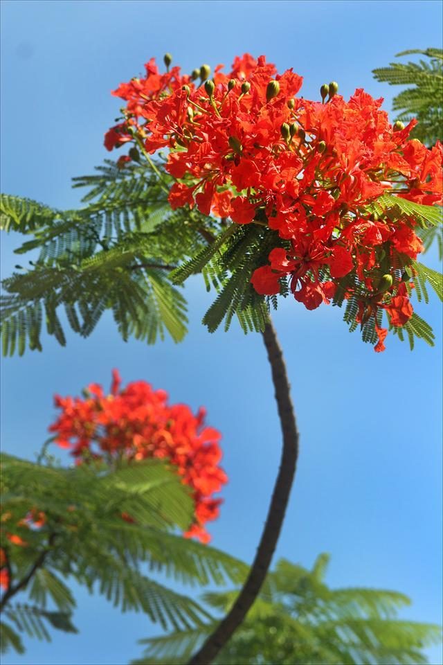 狀元紅，揭秘4987最準(zhǔn)最快的秘密武器，狀元紅，揭秘最準(zhǔn)最快的秘密武器 4987