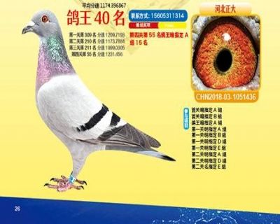 王中王四馬一肖，探尋背后的故事與奧秘，王中王四馬一肖，背后的故事與奧秘探尋