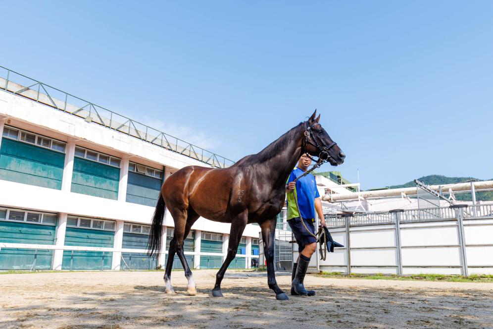 香港賽馬，77777與888888的傳奇故事，香港賽馬傳奇，77777與888888的賽場(chǎng)奇緣
