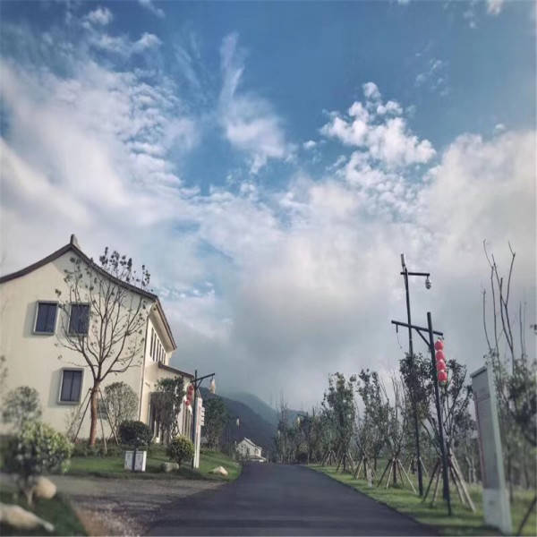新奧今晚開一肖一特講解詞語，揭秘生肖與特肖的獨特魅力，揭秘生肖與特肖的獨特魅力，新奧今晚一開一特講解詞語