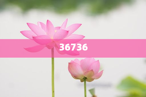 揭秘精準新傳秘籍，7777788888免費策略與SEO優(yōu)化，揭秘精準新傳秘籍，免費策略與SEO優(yōu)化指南