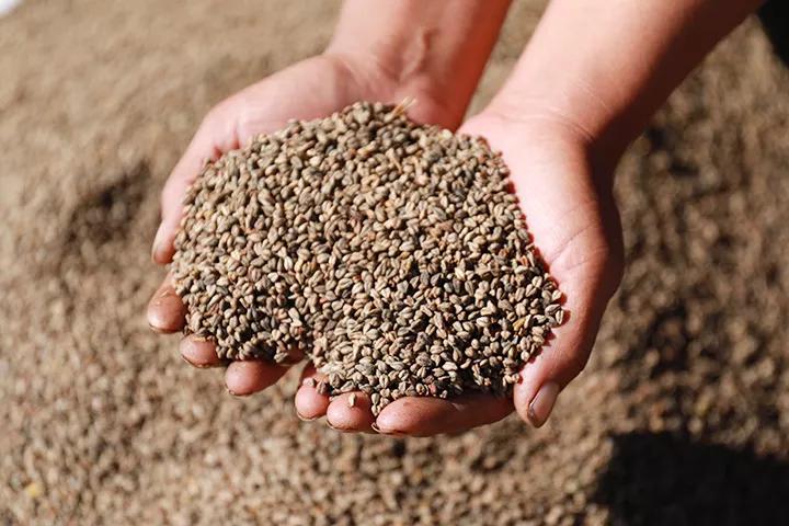 苦蕎茶，功效、作用及食用方法詳解，苦蕎茶，功效、作用與食用方法全面解析