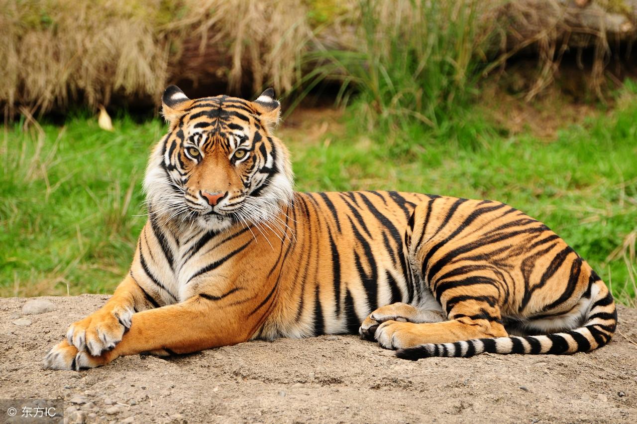 王中王指一生肖——探尋生肖文化中的特殊含義，生肖之王，探尋生肖文化中的特殊含義