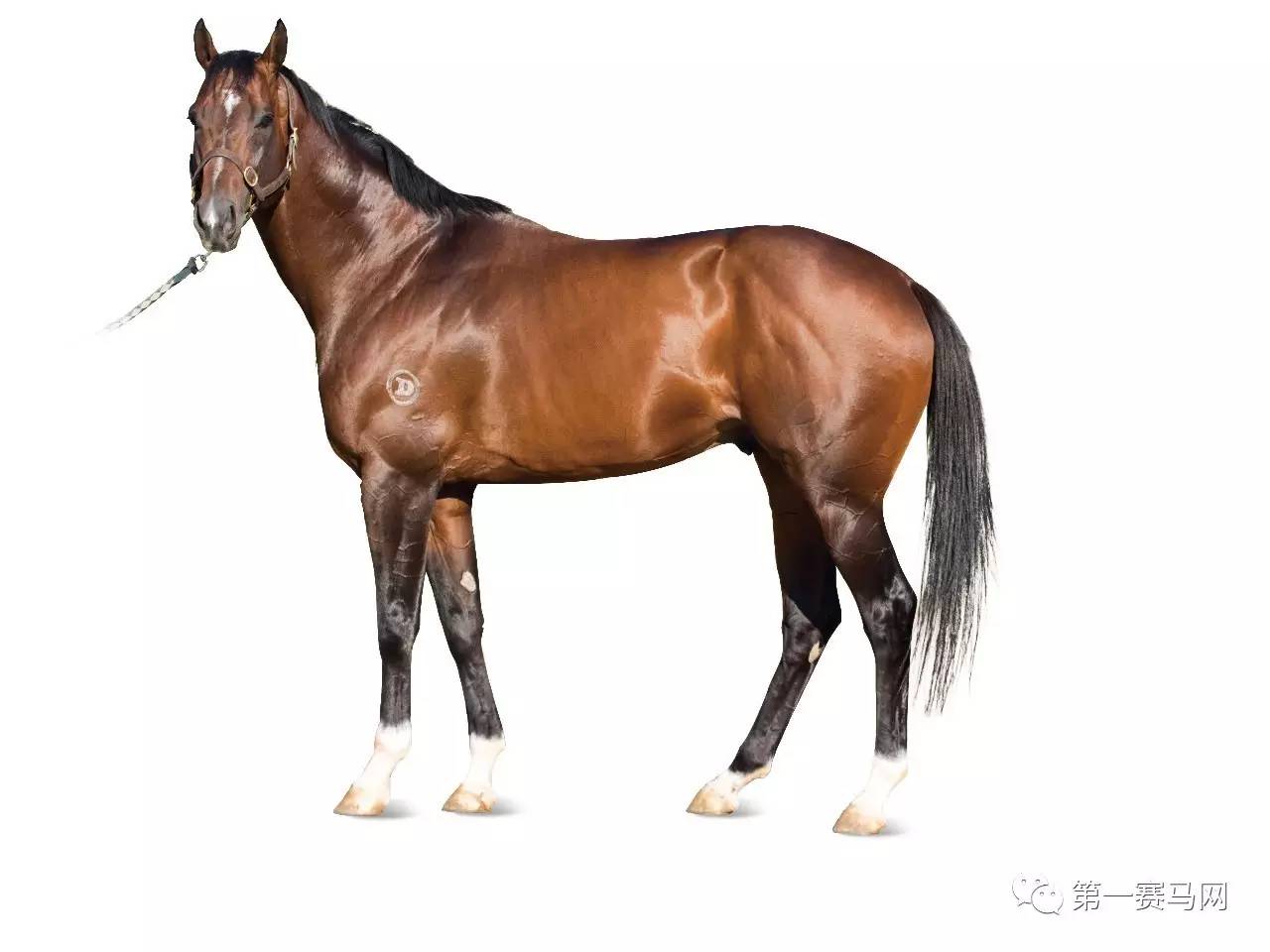 王中王資料一肖中馬，深度解析與SEO優(yōu)化策略，王中王資料一肖中馬深度解析與SEO優(yōu)化策略探討